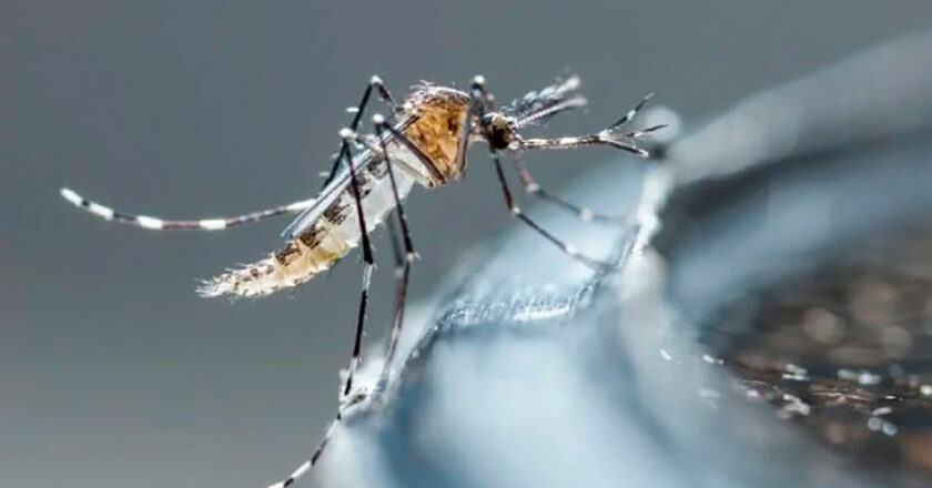 Sedes reporta ‘aumento significativo’ de casos de dengue en el norte paceño