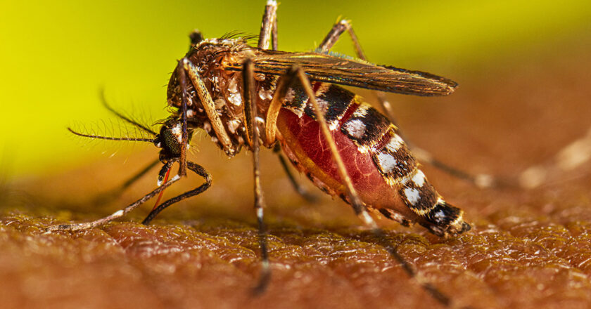 Salud ejecuta acciones de prevención contra el dengue e insta a participar con la eliminación de criaderos de mosquito