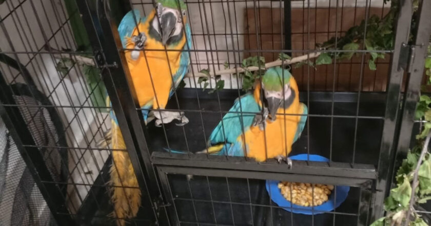 Rescatan dos parabas de un domicilio en Sucre donde los tenían como mascotas