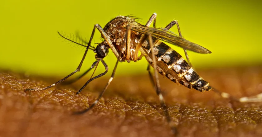 Alerta sanitaria roja por incremento del 210% de casos de dengue en Pando