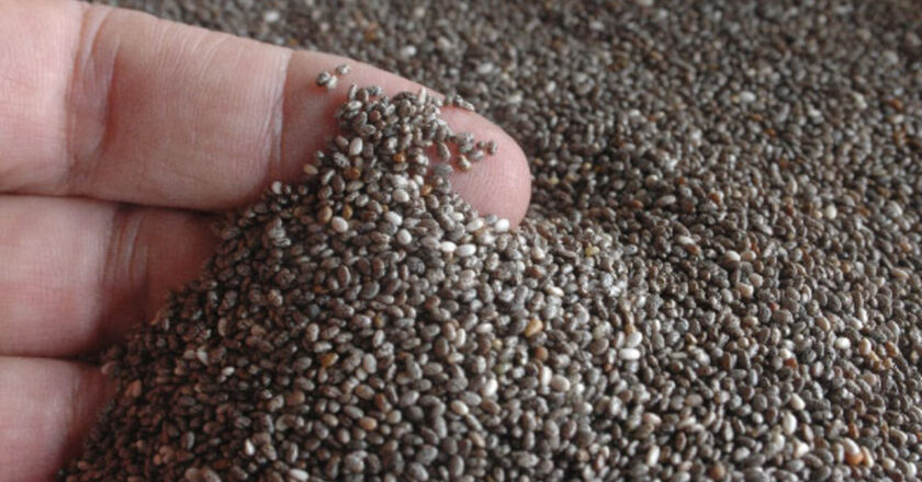 Empresas bolivianas de chía se registran para exportar a China