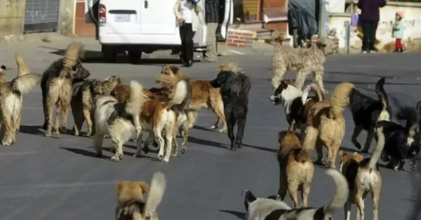 Jauría de perros agreden a estudiante en El Alto; vecinos exigen acción inmediata de la Alcaldía