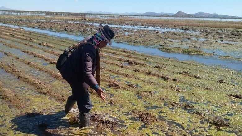 Fenómenos naturales afectan a 133.898 hectáreas de cultivos, descartan escasez de alimentos