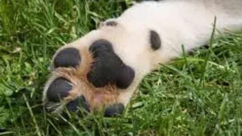 Fiscalía investiga a dos hombres por brutal agresión que causó la muerte de un perro en Llallagua