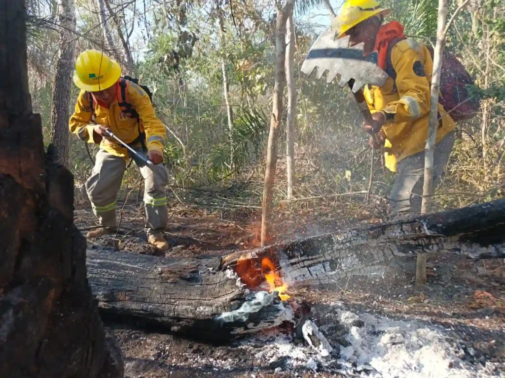 Gobierno declara emergencia nacional por incendios forestales en Bolivia