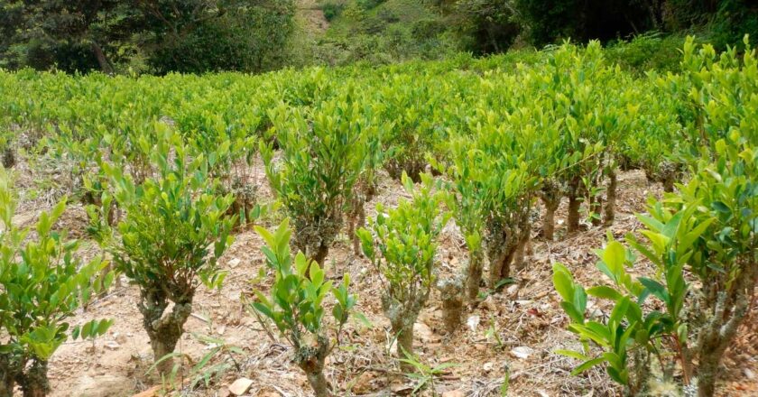Informe de la UNODC revela aumento de cultivos de coca en Bolivia durante 2024