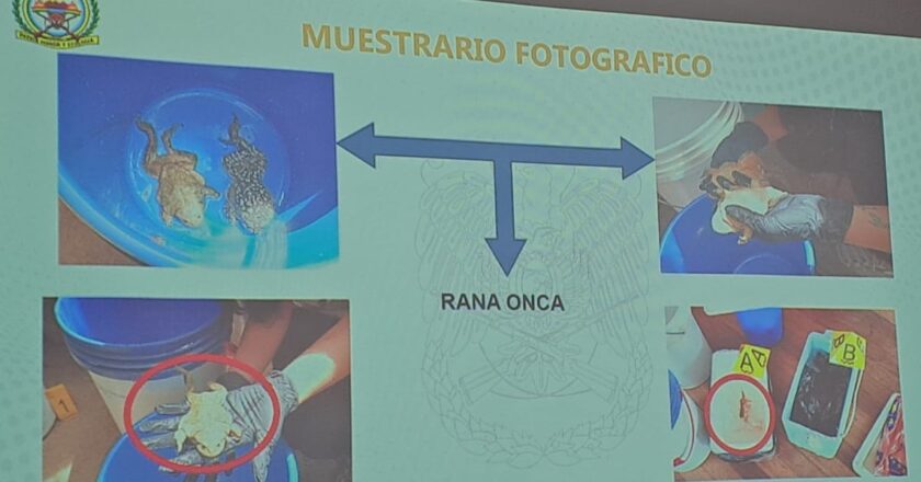 Rescatan ranas gigantes del lago Titicaca que eran vendidas como alimento en restaurantes de Huatajata