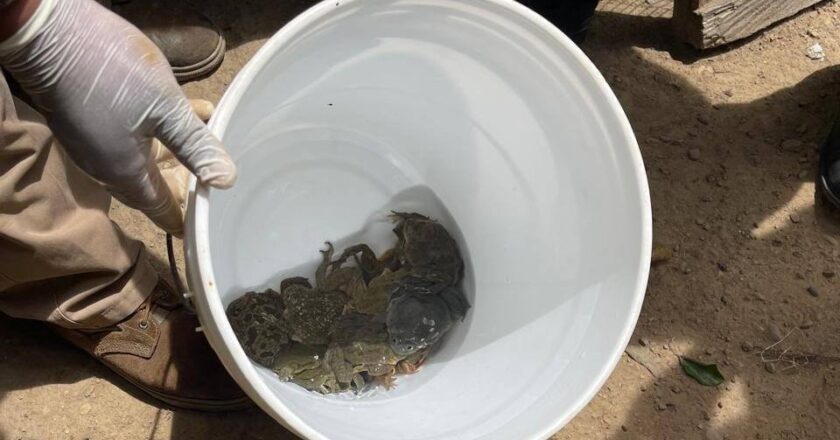 Dictan detención preventiva para dos mujeres por venta ilegal de ranas gigantes del lago Titicaca