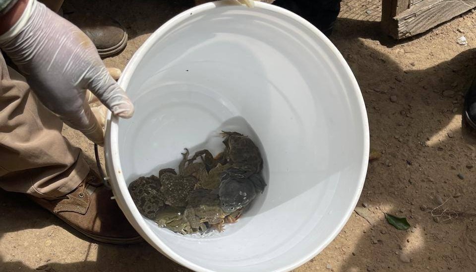 Dictan detención preventiva para dos mujeres por venta ilegal de ranas gigantes del lago Titicaca