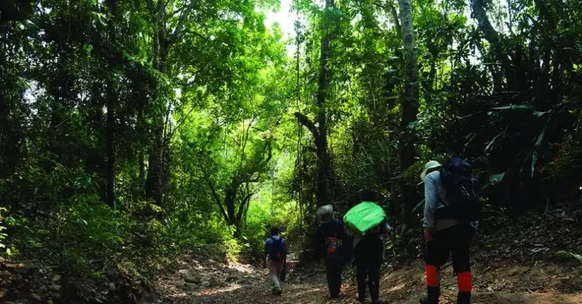 Día Internacional de los Bosques: FONABOSQUE plantea una política nacional para su conservación