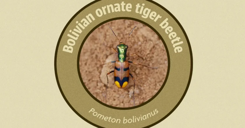 Escarabajo tigre boliviano gana $us 10.000 y destina premio a su conservación