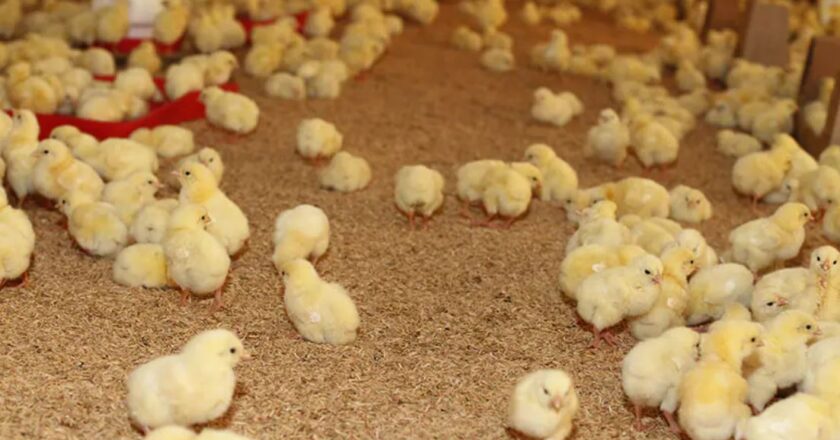 Avicultores alertan una caída del 44% en la producción y advierten riesgo de desabastecimiento de pollo y huevos