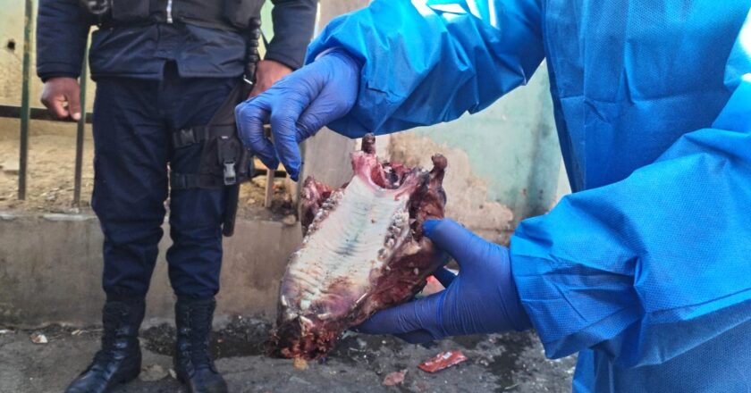 Hallan restos de canes en El Alto e investigan presunta comercialización de carne de can