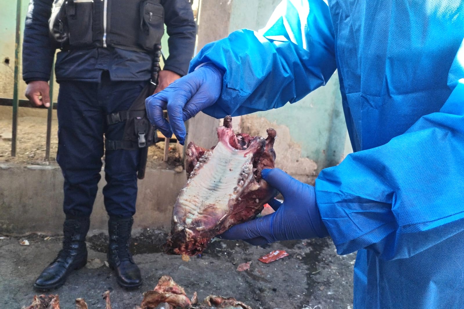 presunta comercialización de carne de perro en El Alto