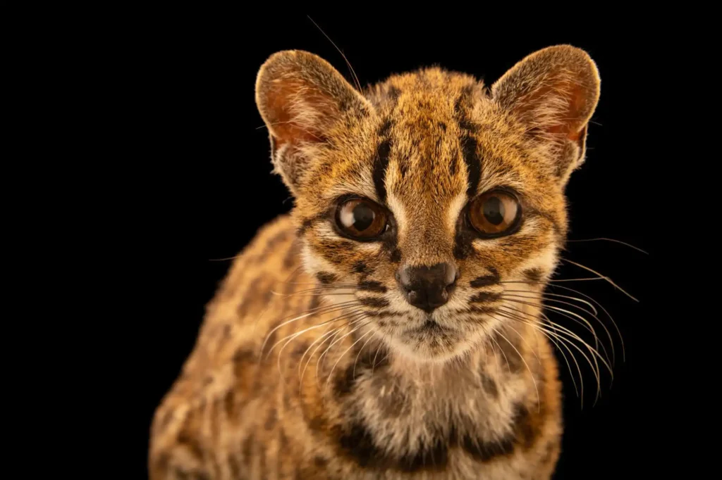 El Tilcayo boliviano llega a la Photo Ark de National Geographic con una fotografía de Joel Sartore